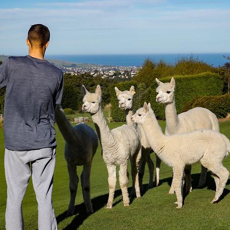 Alpaca Farmstay Dunedin Dış mekan fotoğraf