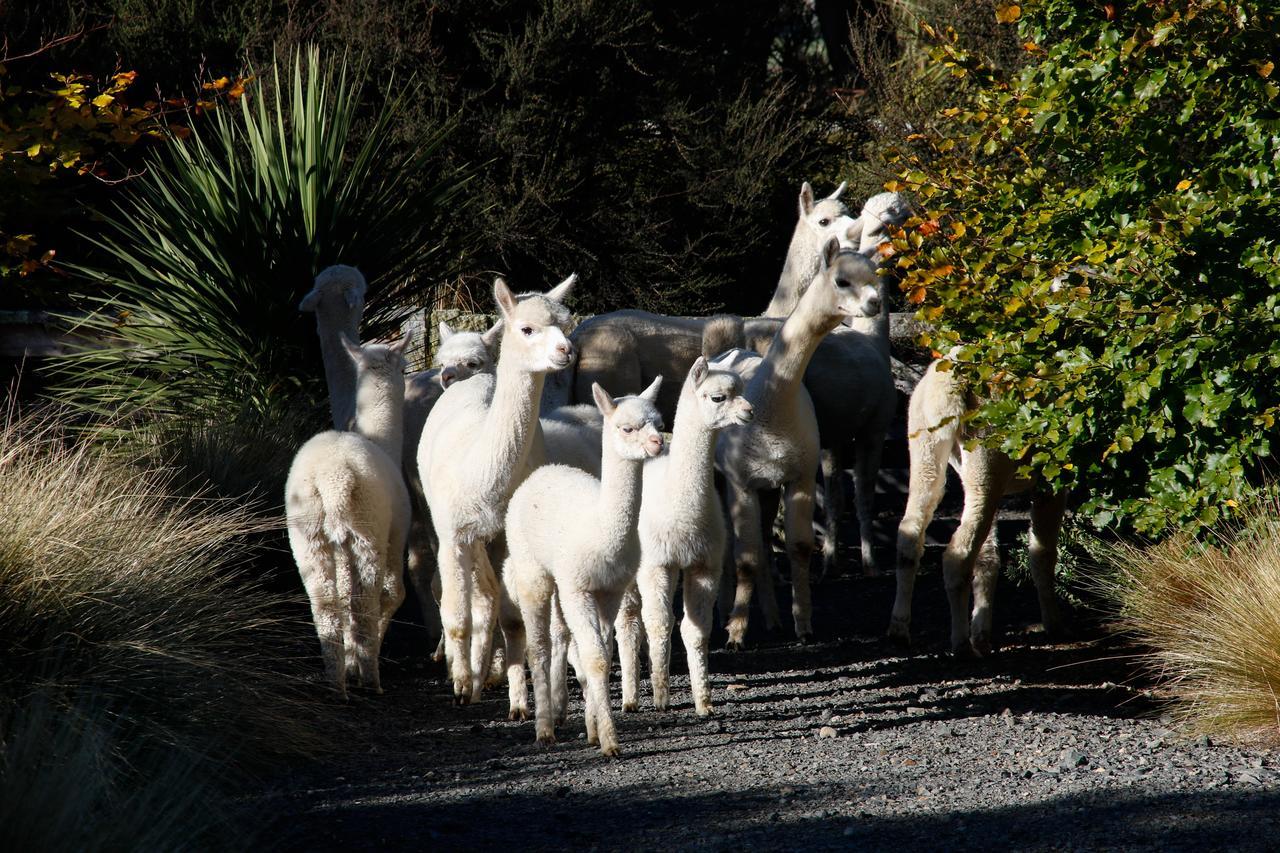 Alpaca Farmstay Dunedin Dış mekan fotoğraf