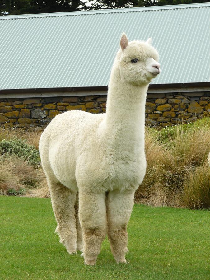 Alpaca Farmstay Dunedin Dış mekan fotoğraf