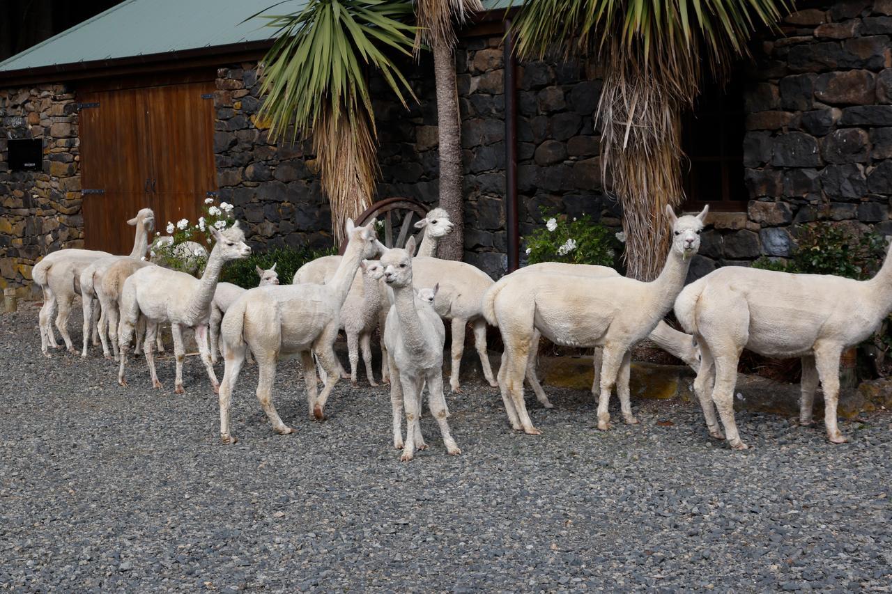 Alpaca Farmstay Dunedin Dış mekan fotoğraf